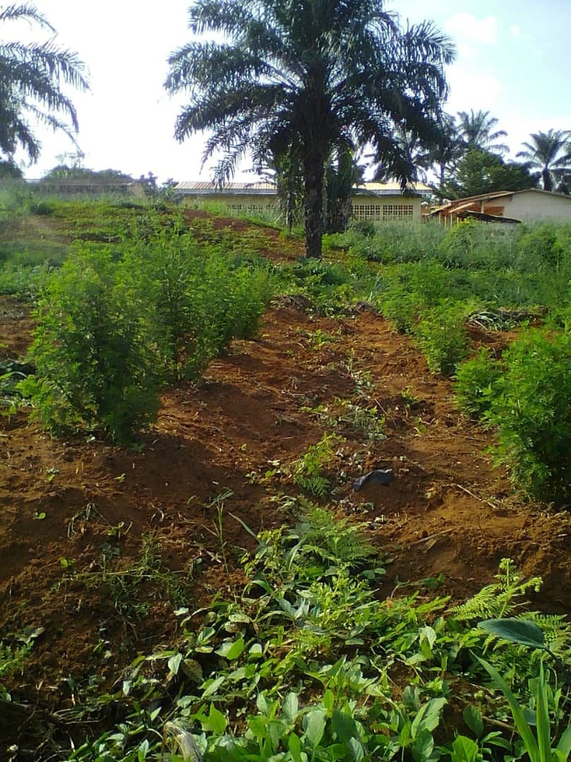 Étude d’impact de base de l’utilisation prophylactique de l’Artemisia annua contre les infections tropicales